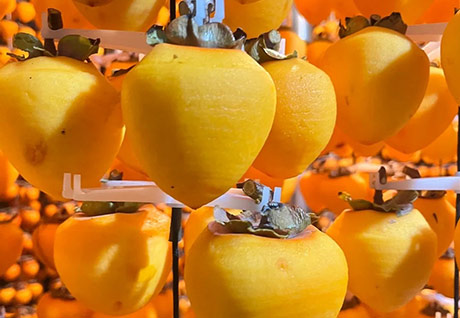 AGOLYN air dry dried persimmon